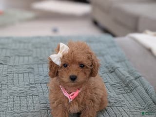 Toy Poodle dogs Amelia - Ad 42