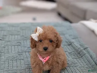 Toy Poodle dogs Amelia - Ad 33