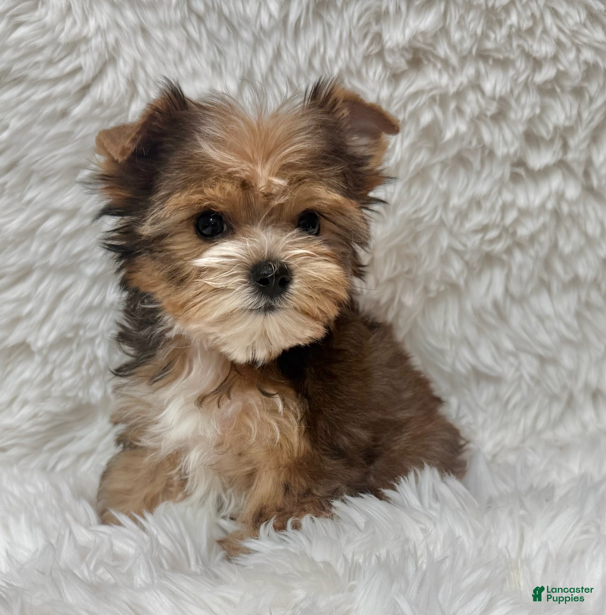 Yorkshire Terrier dogs Teddy - Ad 3