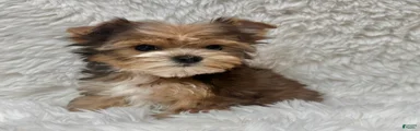 Teddy