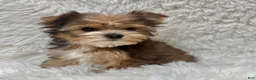 Yorkshire Terrier dogs for sale: Teddy - Ad 1
