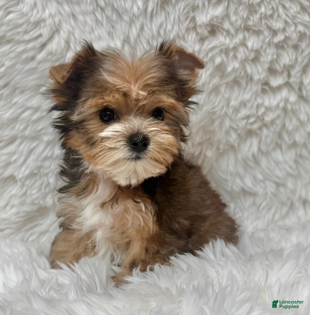 Yorkshire Terrier dogs for sale: Teddy - Ad 1