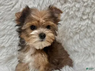 Yorkshire Terrier dogs Teddy - Ad 3