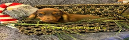 Miniature Dachshund dogs for sale: Miniature Dachshund Puppy 2 - Ad 3