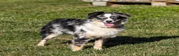 Miniature Australian Shepherd dogs for sale: Luke - Ad 5