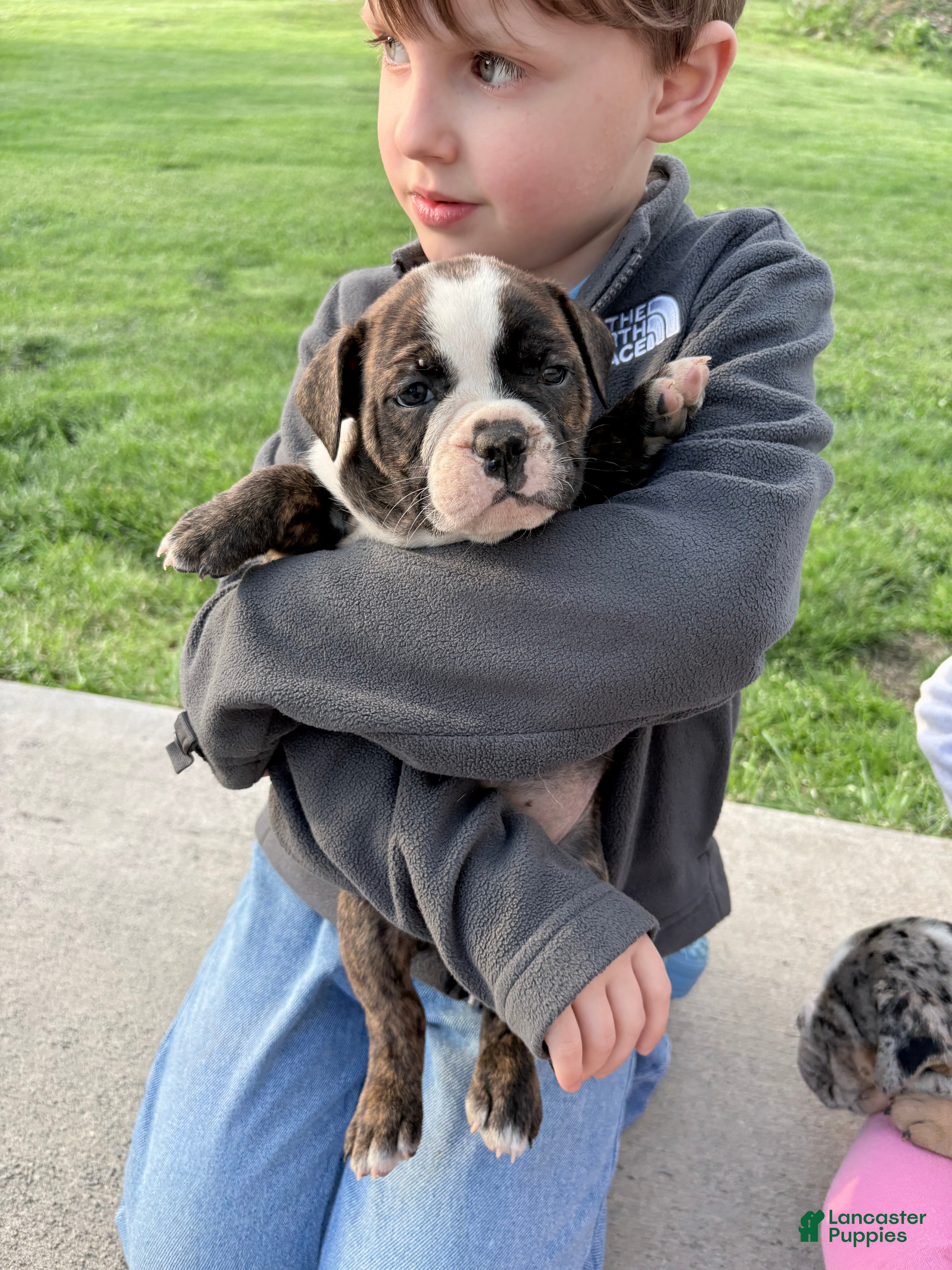 Olde English Bulldogge dogs Olde English Bulldogge Puppy 5 - Ad 14