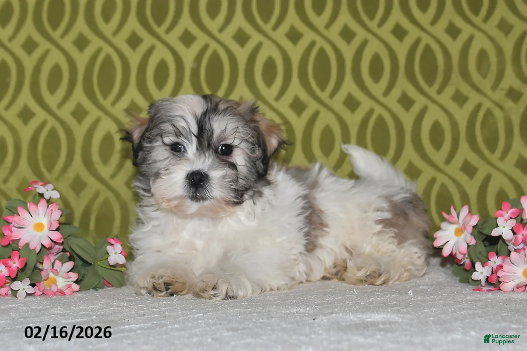 Teddy Bear dogs for sale: Jordan - Ad 3