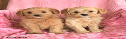 Cavapoo dogs for sale: Lily - Ad 3