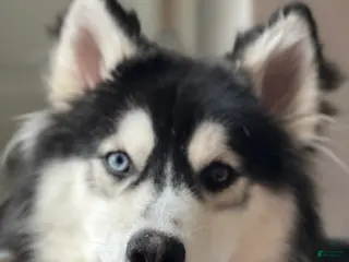 Siberian Husky dogs Haha - Ad 40