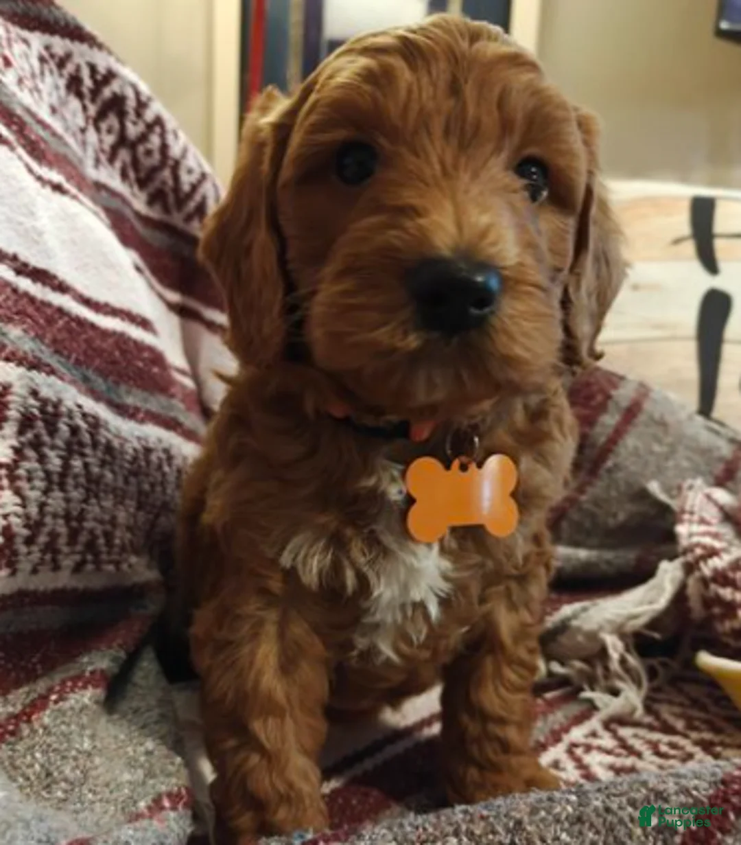Mini Goldendoodle dogs for sale: Laker - Ad 1