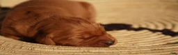 Golden Retriever dogs for sale: Daisy -AKC, Genetically Clear - Ad 17