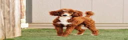 Miniature Poodle dogs for sale: Cora  - Ad 4