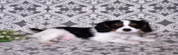 Cavalier King Charles Spaniel dogs for sale: Oreo - Ad 5