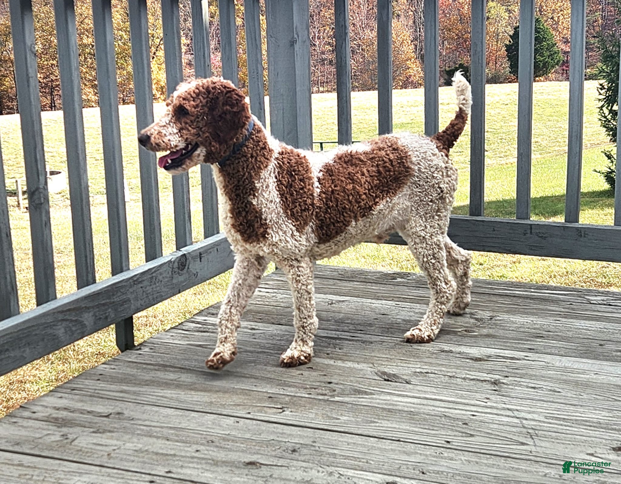 Copper