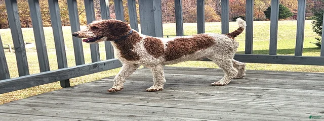 Copper