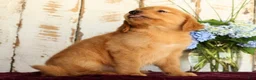 Golden Retriever dogs for sale: Shasta - Ad 15