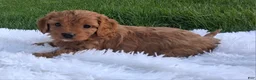 Cavapoo dogs for sale: Olive - Ad 4