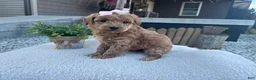 Mini Goldendoodle dogs for sale: Lili - Ad 3