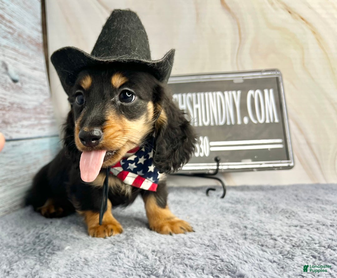 Miniature Dachshund dogs for sale: Full AKC Russian boy - Ad 4