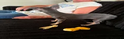 Chihuahua dogs for sale: Chihuahua 1 - Ad 3