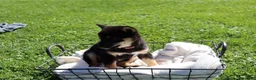 Shiba Inu dogs for sale: Teddy - Ad 3