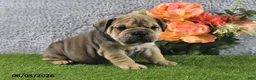 English Bulldog dogs for sale: Mitch - Ad 3