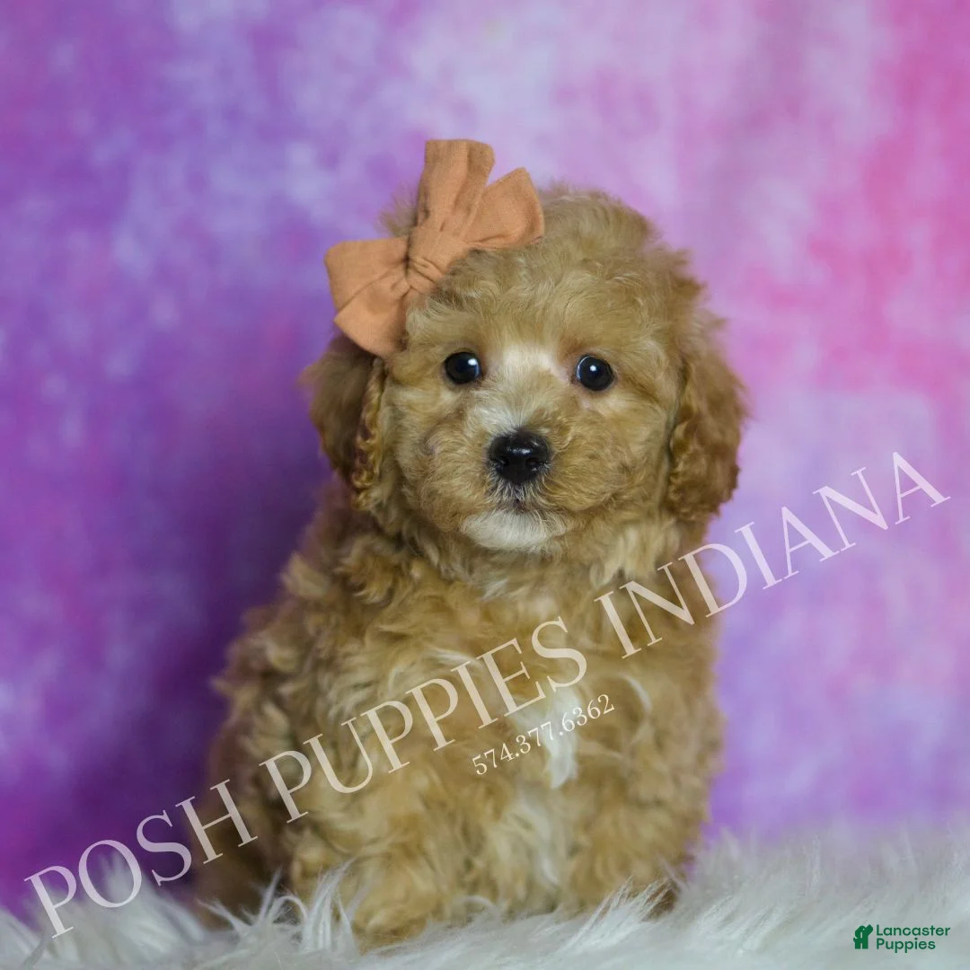 Maltipoo dogs for sale: Fizzy - Ad 2
