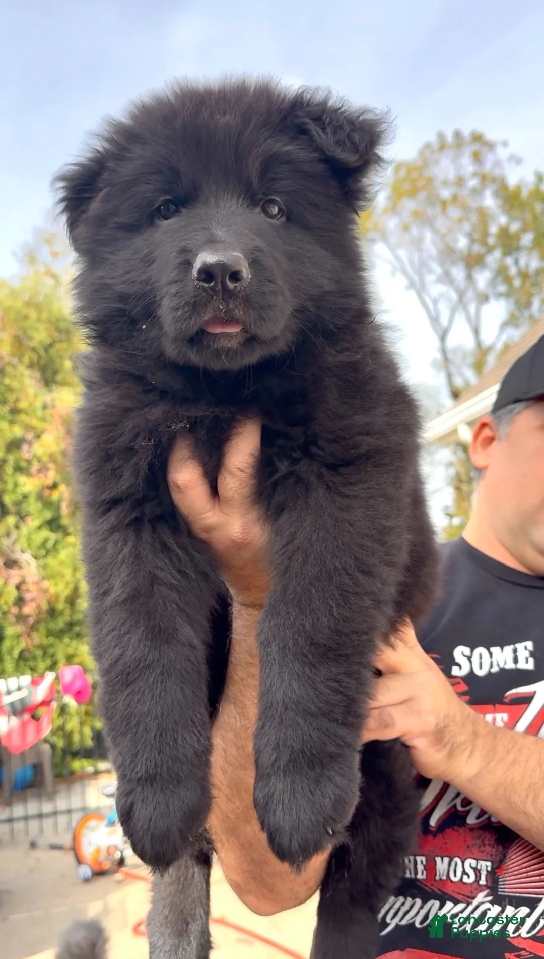 German Shepherd dogs for sale: German Shepherd 2 - Ad 2
