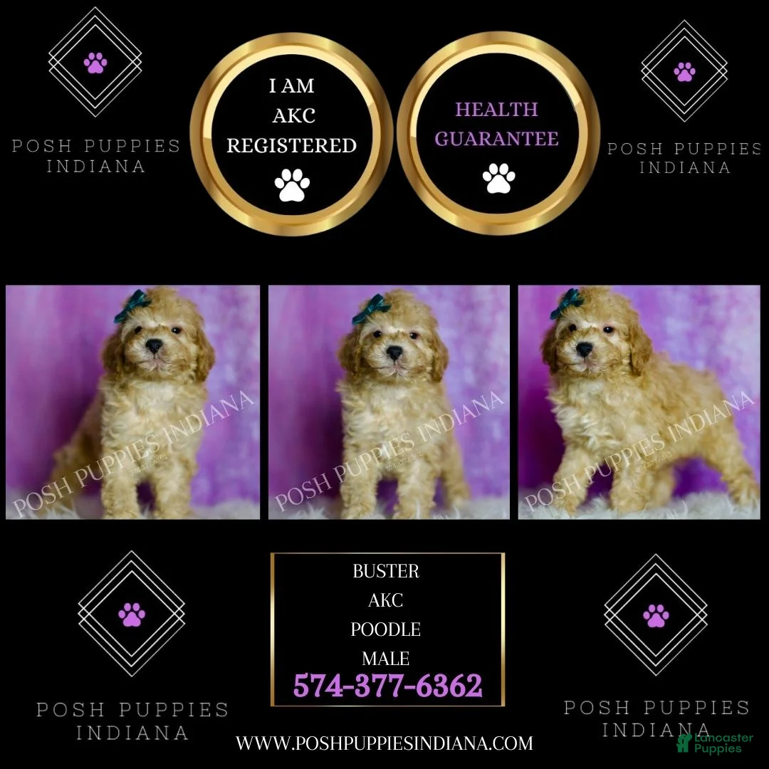 Standard Poodle dogs for sale: Buster - Ad 5
