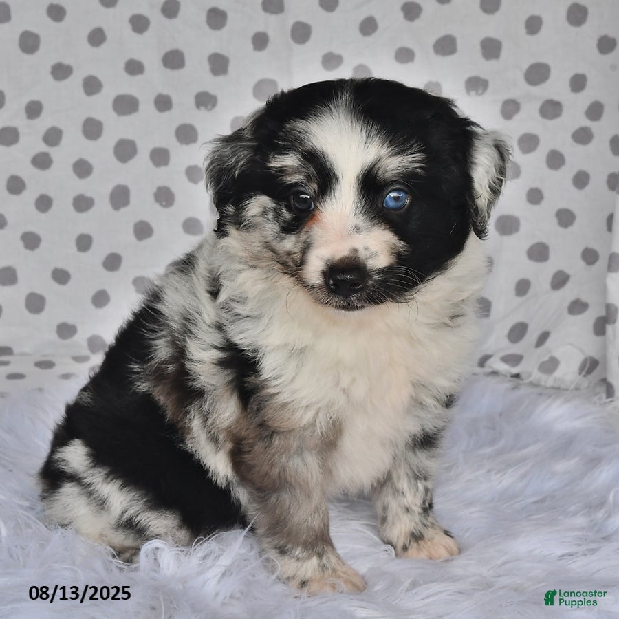 Shots Aussiedoodle Puppies for sale Lancaster Puppies