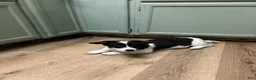 American Corgi dogs for sale: Bella - Ad 3