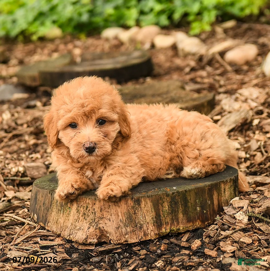 Maltipoo dogs for sale: Teddy - Ad 3