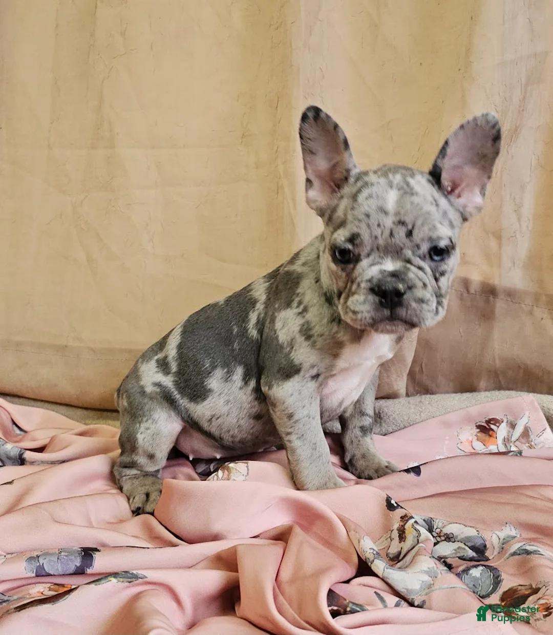 French Bulldog dogs for sale: Titania Blue - Ad 2