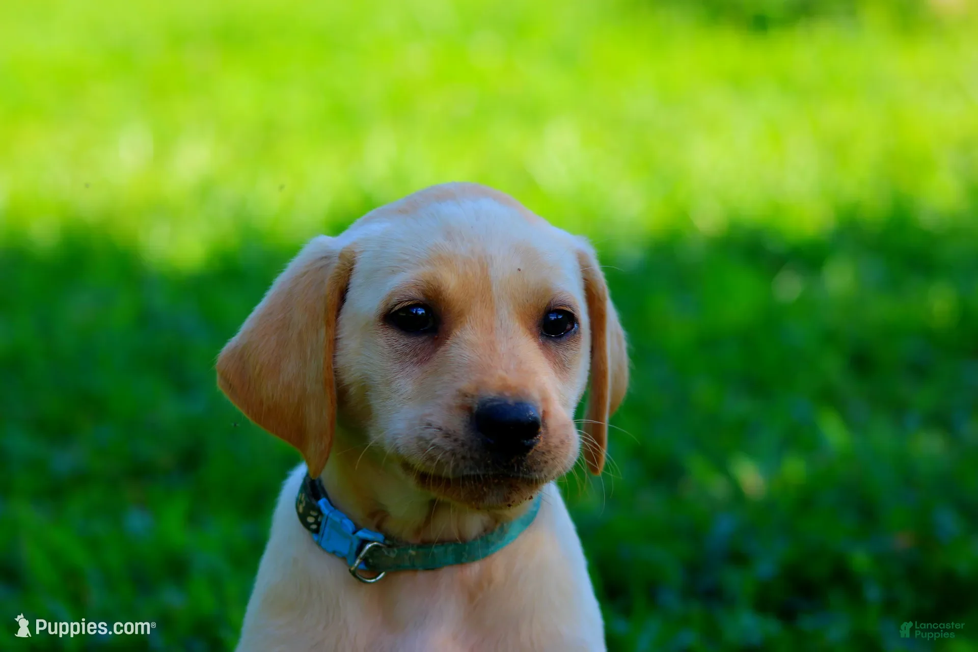 Labrador Retriever dogs for sale: Bailey - Ad 4