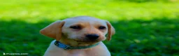 Labrador Retriever dogs for sale: Bailey - Ad 1