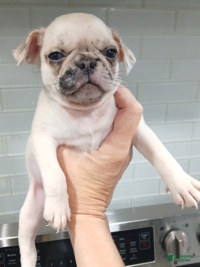 Pug dogs Pug Puppy 1 - Ad 1