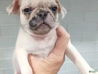 Pug dogs for sale: Pug Puppy 1 - Ad 1