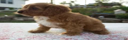 Cavapoo dogs for sale: Talia - Ad 3
