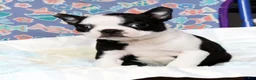 Boston Terrier dogs for sale: Misty - Ad 8