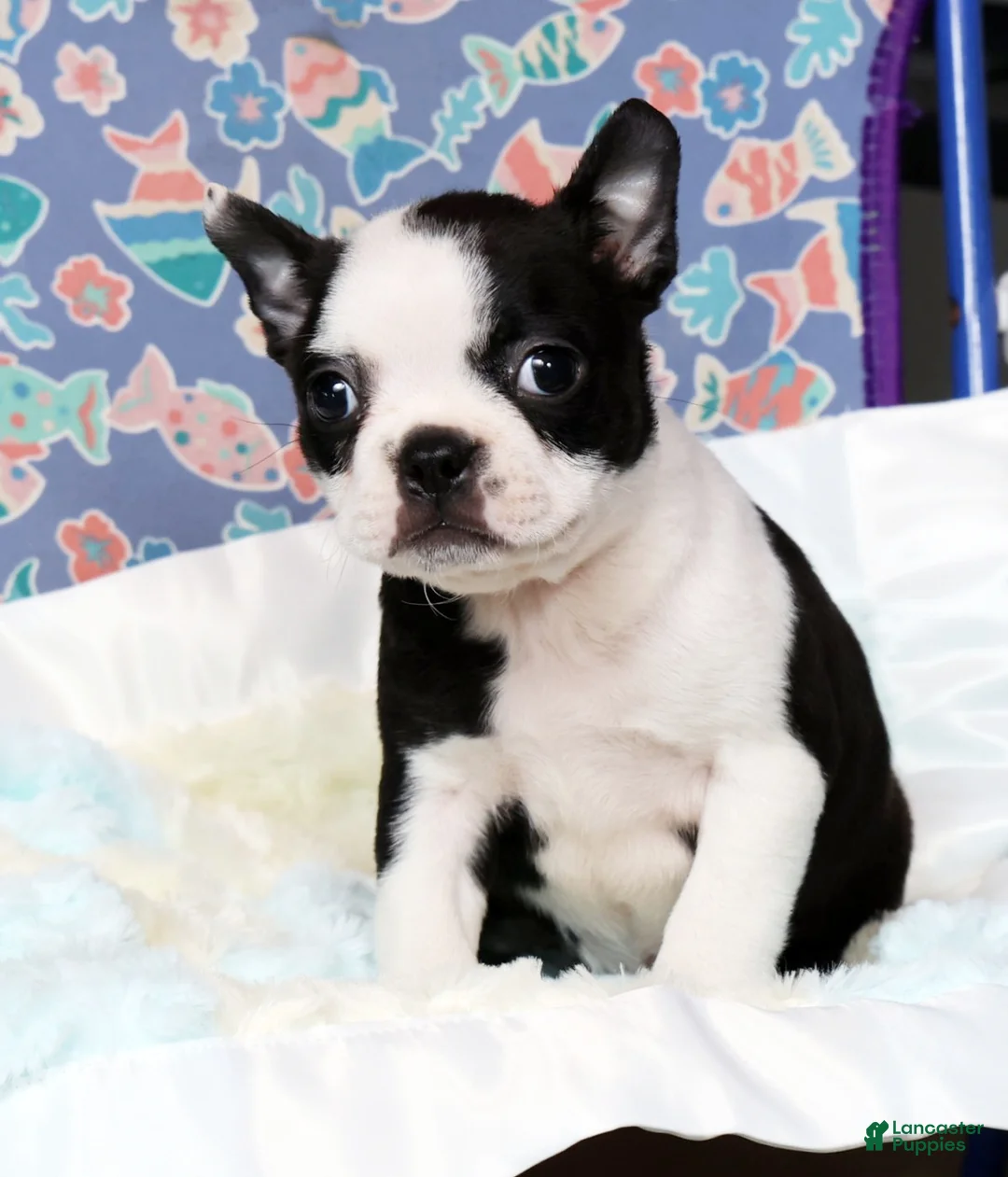 Boston Terrier dogs for sale: Misty - Ad 8