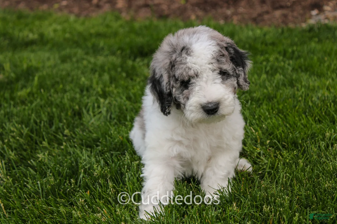 Mixed Breed dogs for sale: Cliff - Ad 2