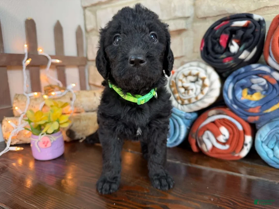 Labradoodle dogs for sale: Jan (Girl) - Ad 2
