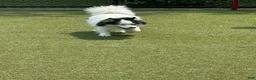 Pomsky dogs for sale: Pomsky 2 - Ad 3