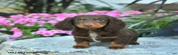 Miniature Dachshund dogs for sale: Bowe  - Ad 4