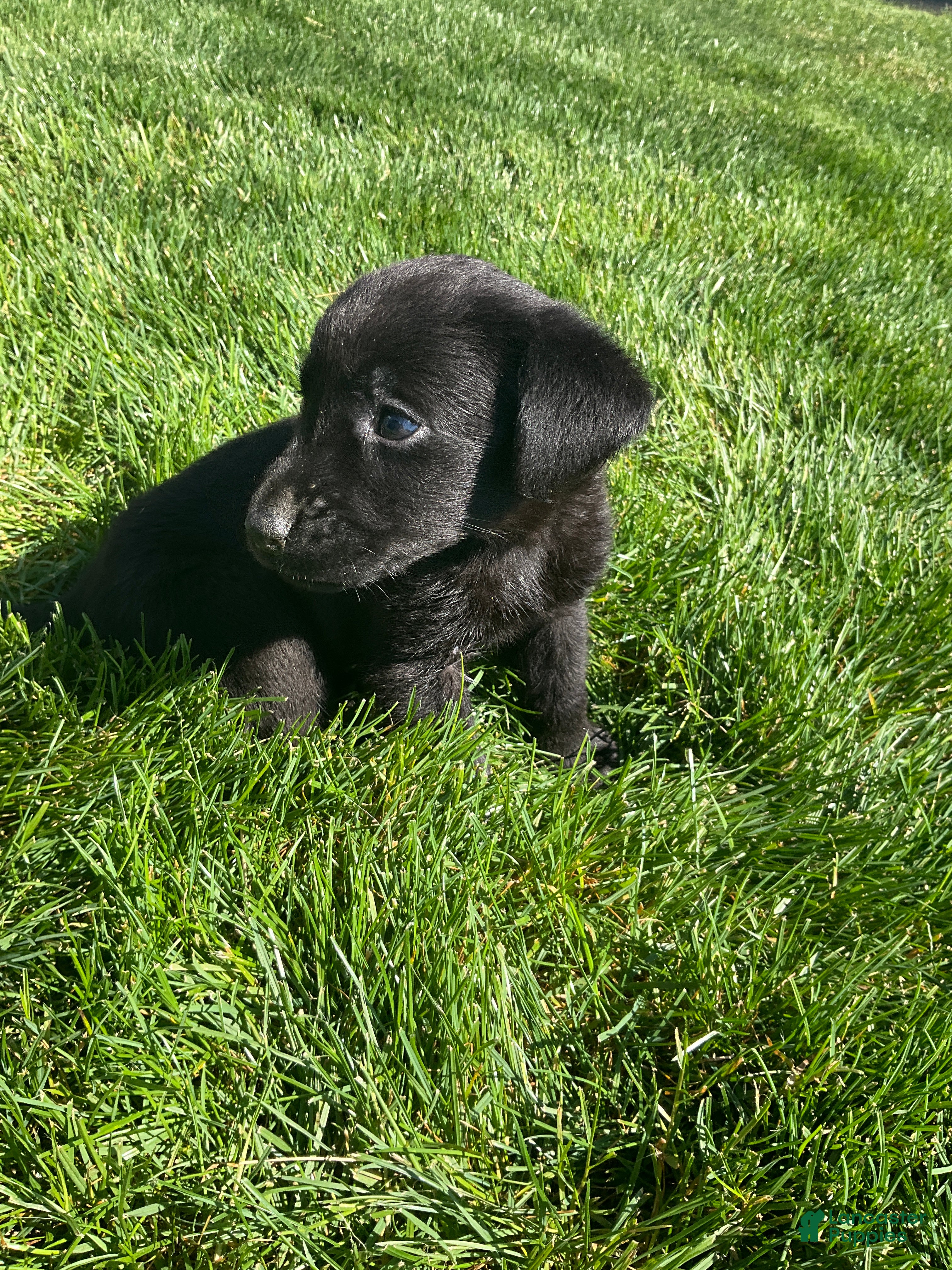 Labrador Retriever dogs for sale: Topper - Ad 5
