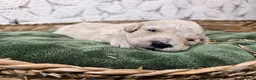 Mini Goldendoodle dogs for sale: Cassia - Ad 6