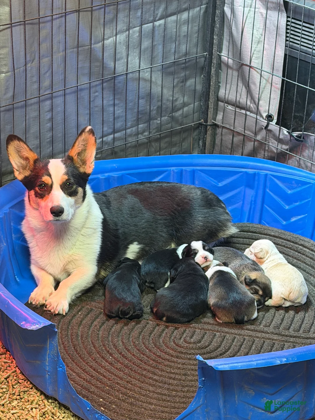 Mixed Breed dogs for sale: Mixed Breed Puppy 3 - Ad 2