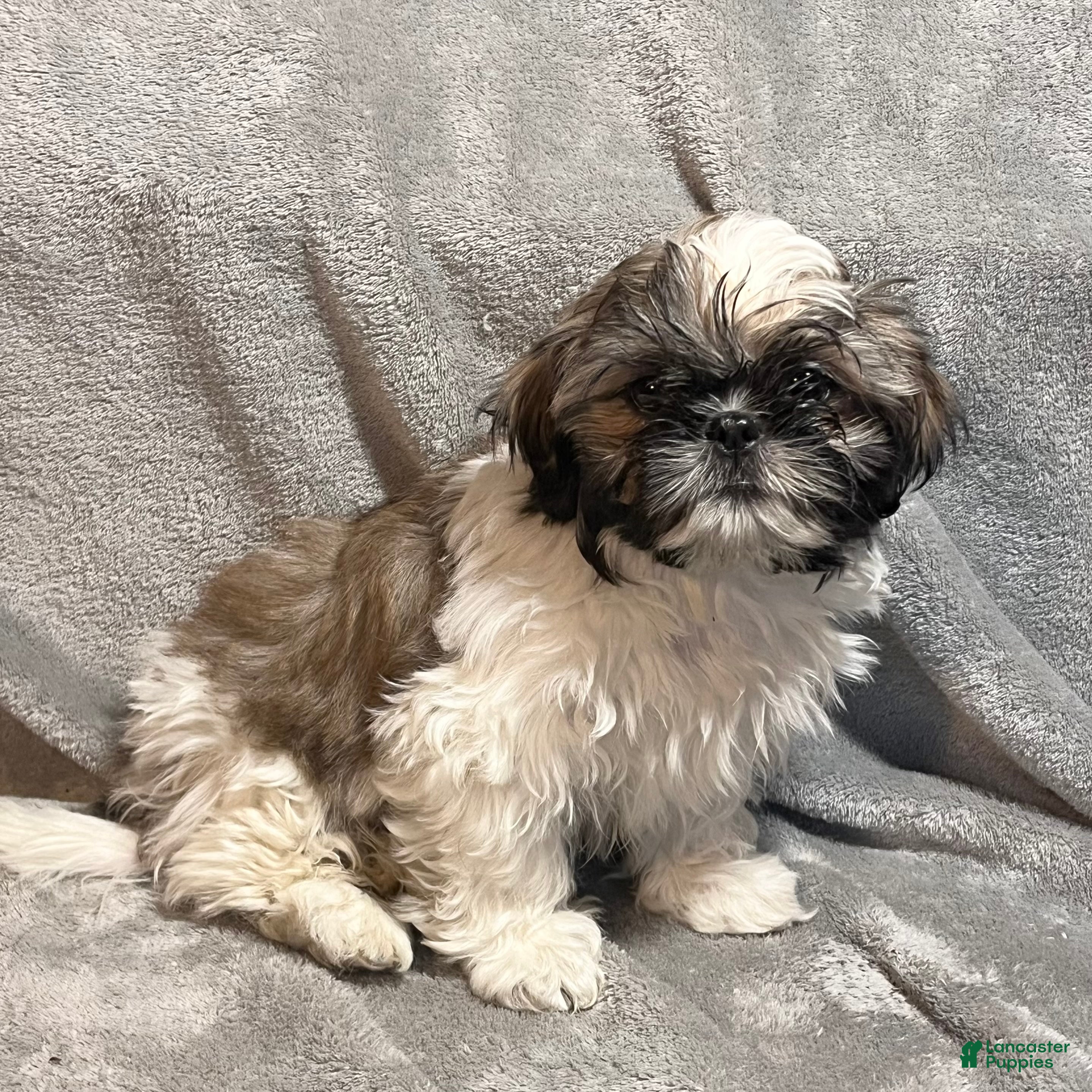 Shih Tzu dogs Mickey - Ad 10