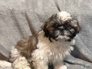Shih Tzu dogs Mickey - Ad 40