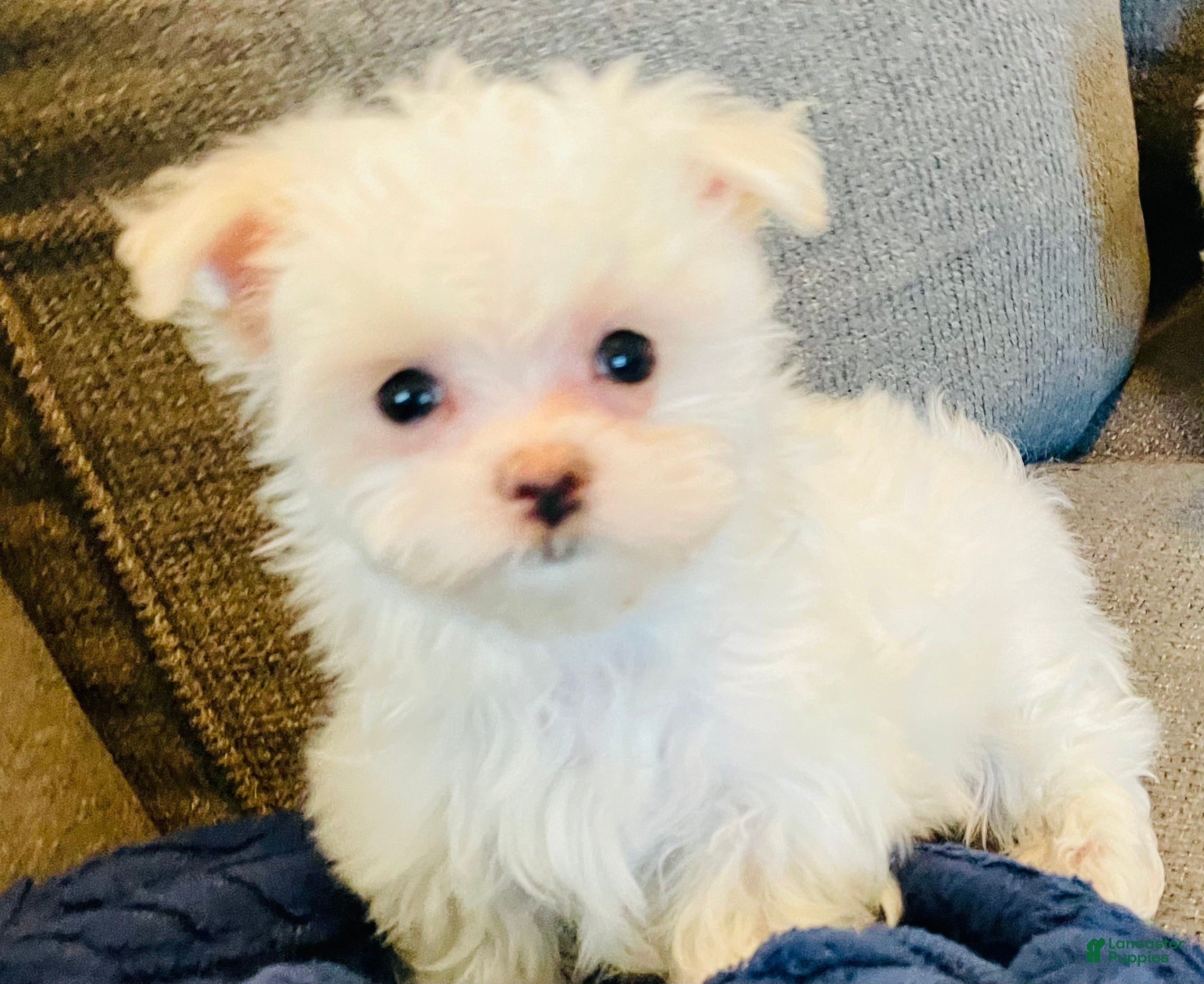 Maltese dogs Tiny Timmy - Ad 1